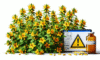 Herbal Interactions with Medications: A UK Perspective