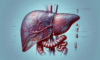 Advanced Liver Blood Test Insights: Comprehensive Analysis in Tewkesbury