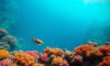 Diving and Snorkelling Guide to the Great Blue Hole, Belize