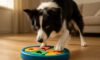 Border Collie Mental Stimulation: Engaging Tips for Your Dog