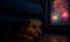 Firework Phobia Solutions: Comfort for Your Pets