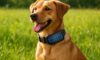 Solar-Powered Gadgets: Innovative Eco-Friendly Pet Solutions