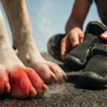 Pavement Safety Tips: Essential Summer Advice for Dogs