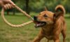 Hemp Leashes for Dogs: Sturdy and Reliable Choices Available